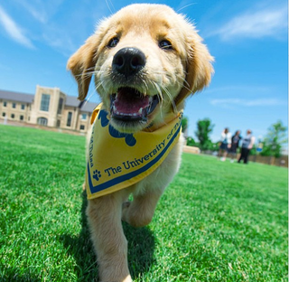 Illustration for article titled Tulsa's Puppy Mascot Will Be The Best Part Of College Football Season